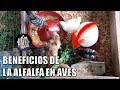 Beneficios de la alfalfa en las aves de corral