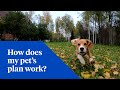 How does my nationwide pet insurance plan work learn more about coverage  using plan benefits