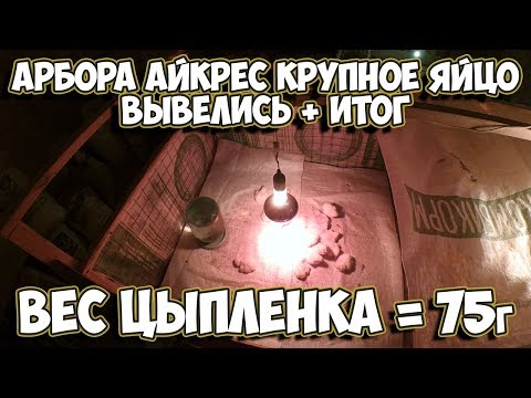 Итоги инкубации крупного яйца бройлера Кобб-700/ Вес суточного цыпленка