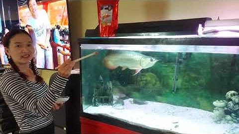 Cá rồng ăn thịt bò/Arowanas eat beef
