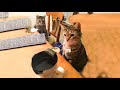 😱 It&#39;s To LAUGH When Watching This Video Of The FUNNIEST CATS On Earth 😱 - Funny Cats Life