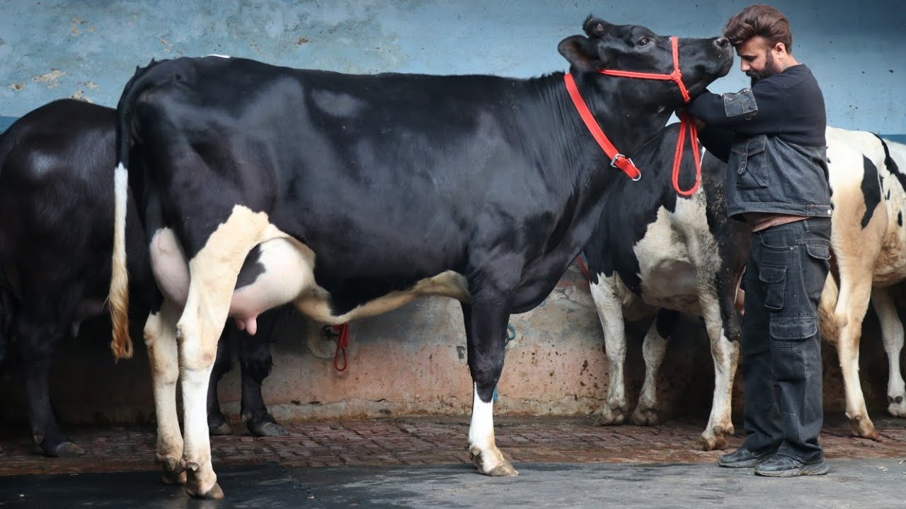 वाहेगुरू डेरी लुधियाना की 35 से 45 लीटर दूध वाली गायिओं को परखो जो 1.30 लाख के लॉट में है