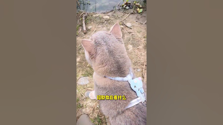 手機掉下水溝了，要怎麽拿出來啊？ #萌寵出道計劃 #招財貓 #尋寶 #招財#萌寵#cats#shorts