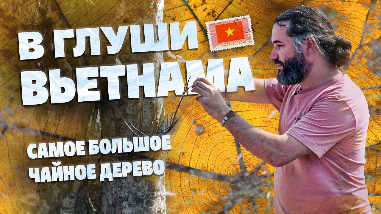 В глушь Вьетнама. Самое большое чайное дерево в стране. - YouTube
