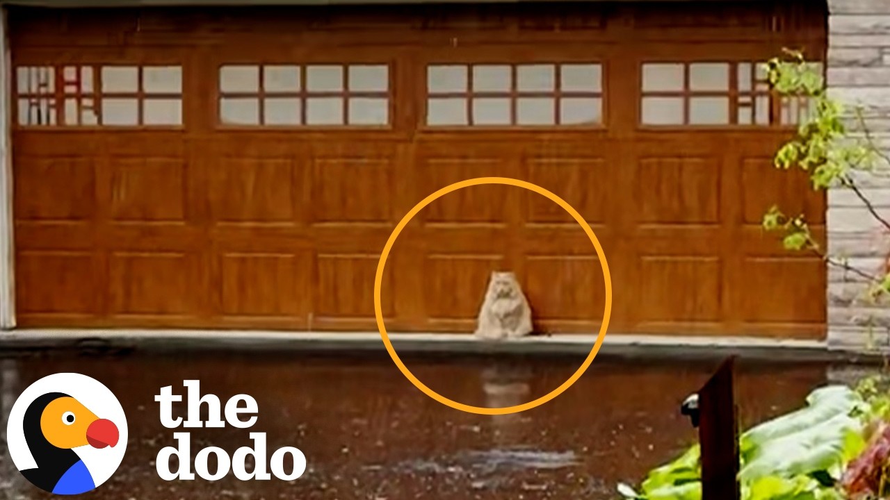 Stray Cat Decides He’s Ready To Be Domesticated | The Dodo