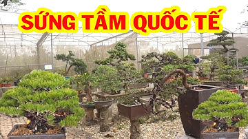 Cây đã tham dự triển lãm quốc tế giá rẻ, tiểu cảnh đồng giá hơn 1 triệu - bonsai trees, pine