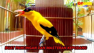 SUARA kepodang gacor DURASI PANJANG pancingan kepodang agar bunyi JADIKAN burung podang gacor EMOSI