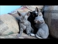5 week old Devon rex kittens being adorable の動画、YouTube動画。