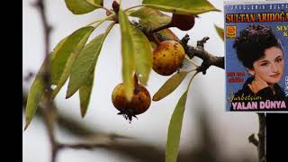 Sultan Aridoğan Pencereden Bakarsın