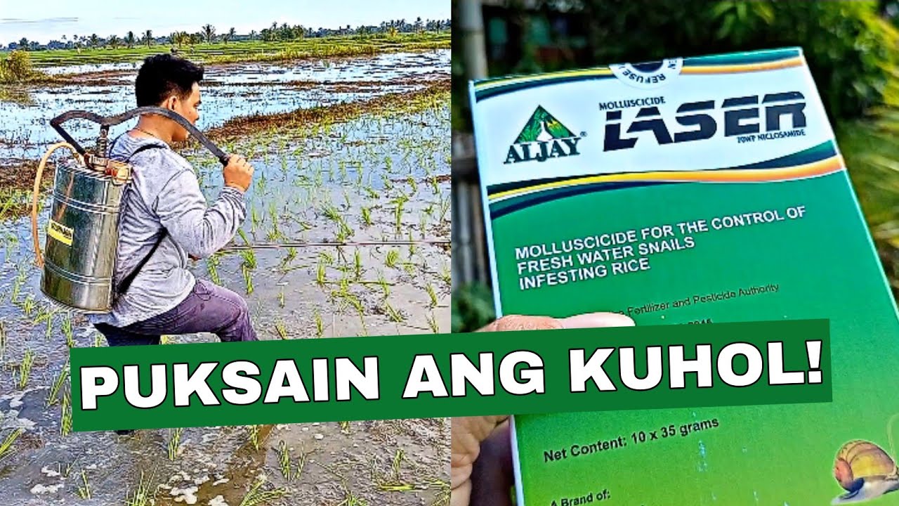 LASER ANG MAGANDANG PAMATAY SA KUHOL? Aljay Planting Dreams | Buhay Probinsya  | Yfarmers Vlog