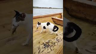Man Fed Fish to a Hungry Cat — What Happened Next Was Adorable! 😺🐟 #animals #trending #cat #viral