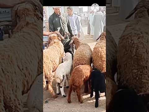 اسعار الغنم الوالده واللحم والكبش اللحم في سوق دمنهور العمومي للمواشي