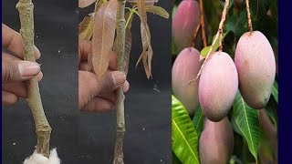 How To Grow Propaganda Tree At Home How To Grow Mango Tree