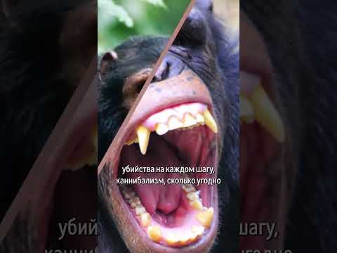 Эволюция обнимашек #shorts