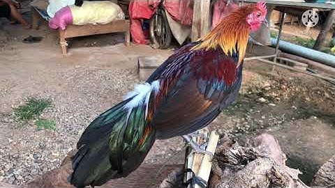 ไก่ป่าน้ำ2 | geely| 16 พฤศจิกายน ค.ศ. 2021