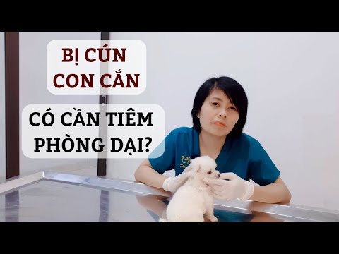 Video Nhận biết bệnh dại ở chó mèo- cách thức xử lý khi bị... - youtube