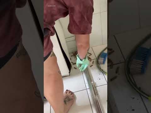 Couple Remove Hundreds Of Cigarette Butts From Shower Frame