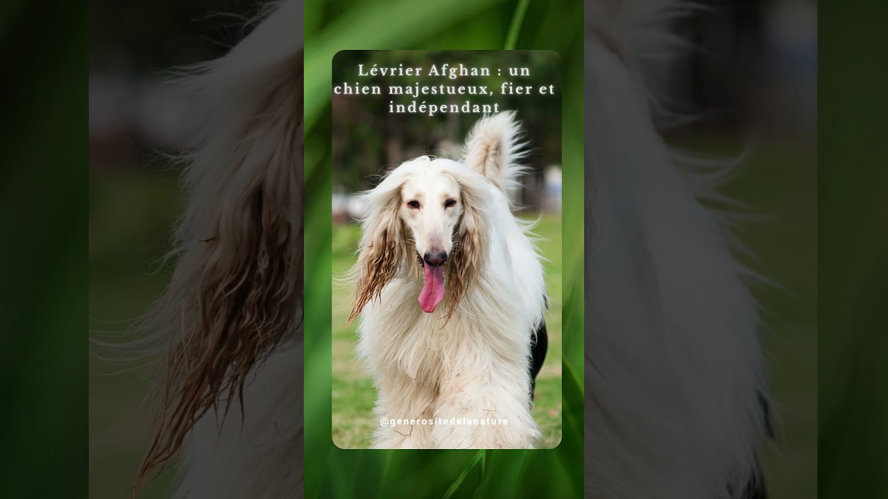 Lévrier Afghan