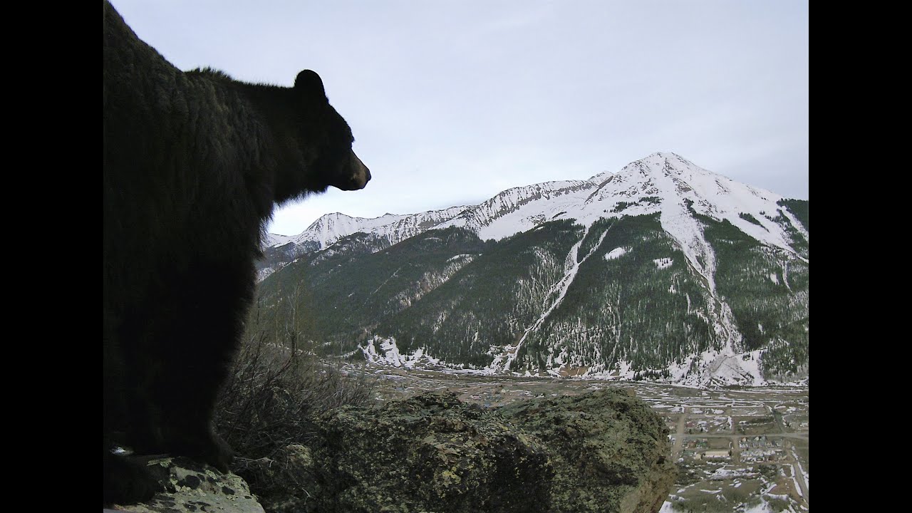 Wildlife Through GameCamera above Silverton, CO. 1 YouTube