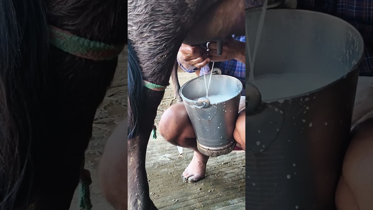 #यह गाय खरीदने वाले लोग सम्पर्क कर सकते हैं #viral #cow #baffalo #trending #music #milk #viralvide 