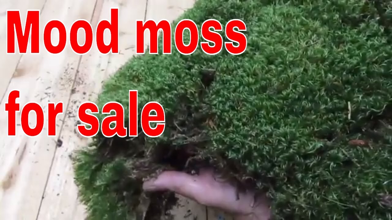 Live Mood Moss for Terrariums Vivariums Moss Gardens Flower Pots