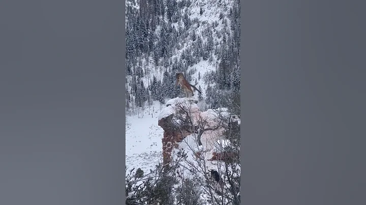 Epic Mountain Lion Hunting