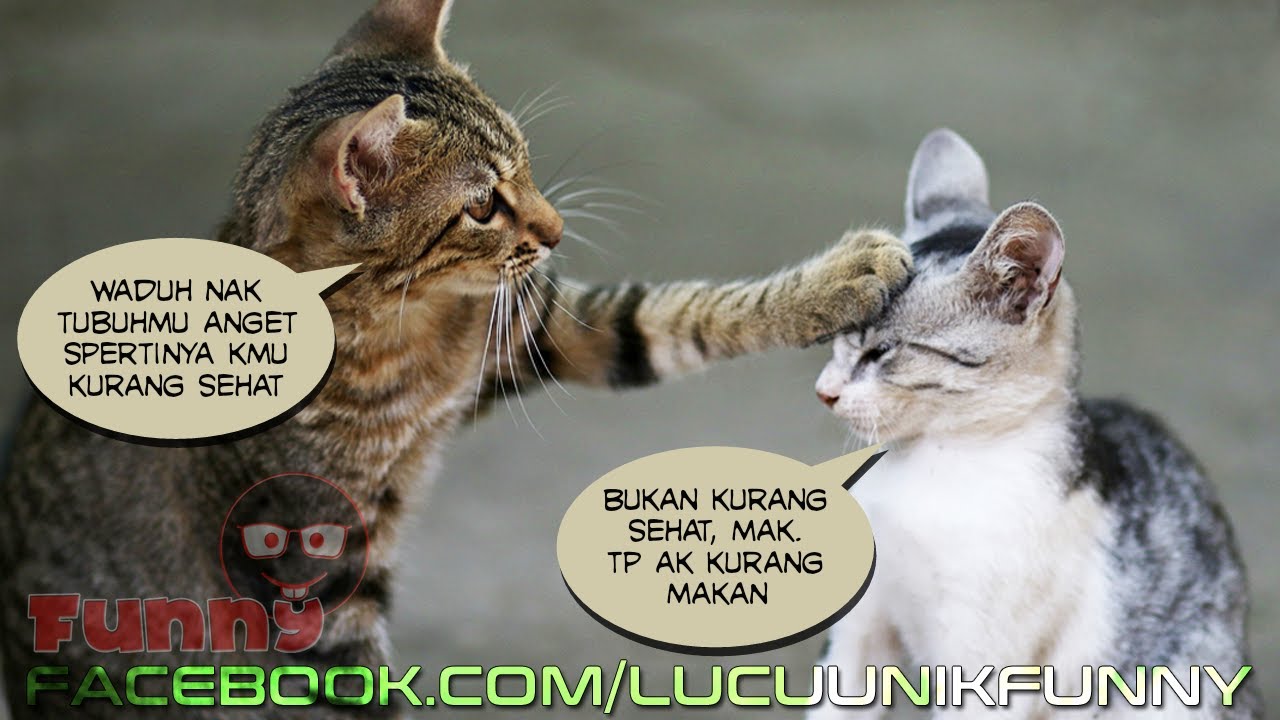 22 Gambar Kucing Lucu Imut Dibuat Meme Kocak - YouTube