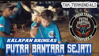 KALAPAN BRINGAS‼️TAK TERKENDALI. PUTRA BANTARA SEJATI. Live pakis malang