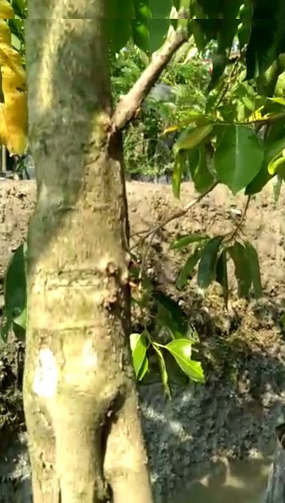 Duwet atau Jamblang Putih#Short