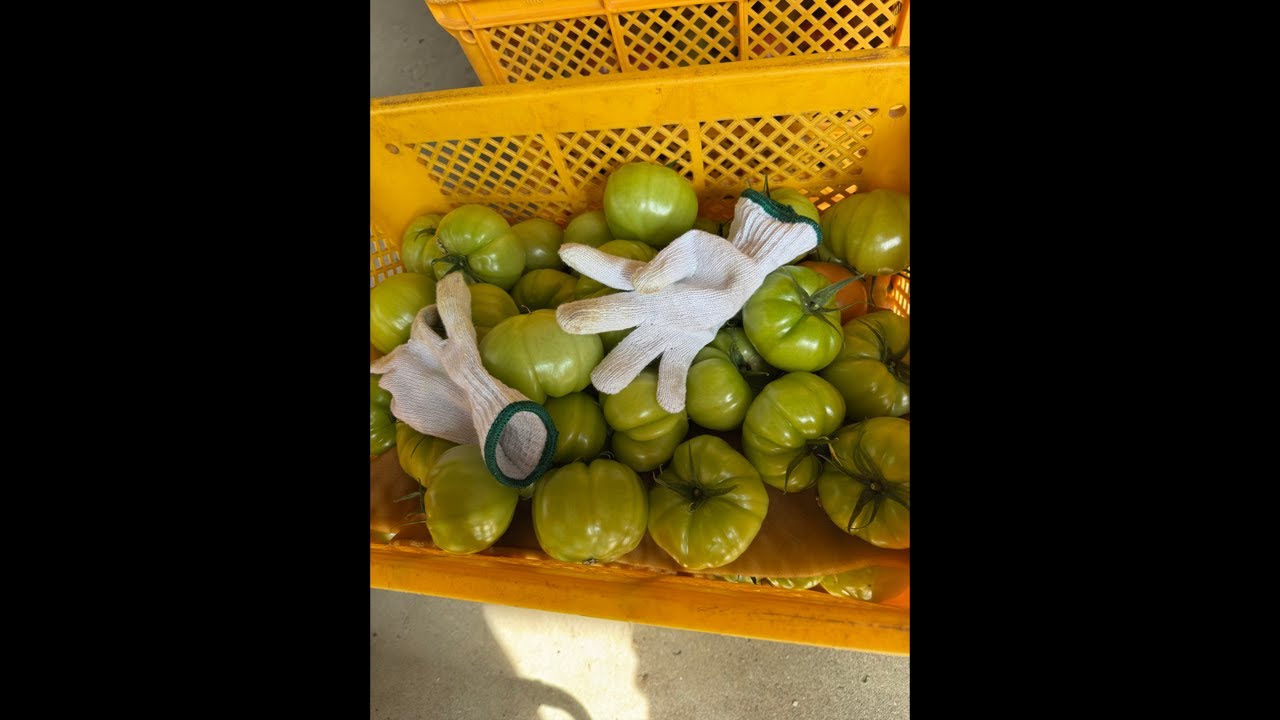 農家の嫁。Youtuberになる がライブ配信中！