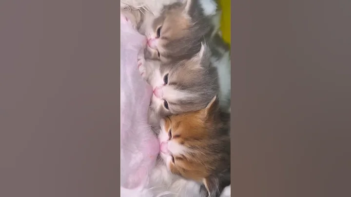 Watch the video about A Day in the Life of My Furry Friend #cat#kitten #kitty#funny#pets#cutecat