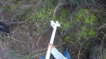 Pullerbear Pro XL321 Tree Puller - 10 Scotch Broom Pulled  in 60 secs.