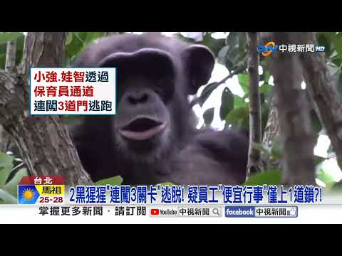 Two chimpanzees escape from Taipei Zoo; footage of a giraffe running away after "climbing a pilla...