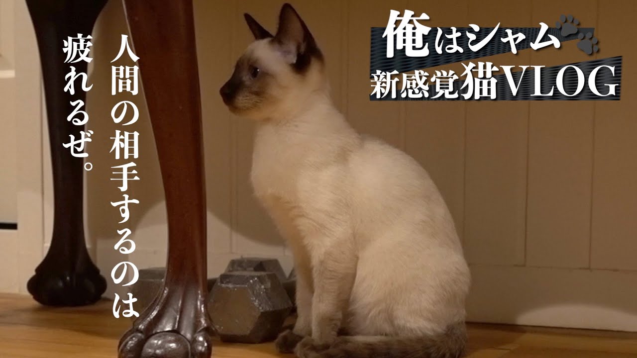 俺はシャム 新しい猫vlog始動 Newハウスへの引っ越し Youtube