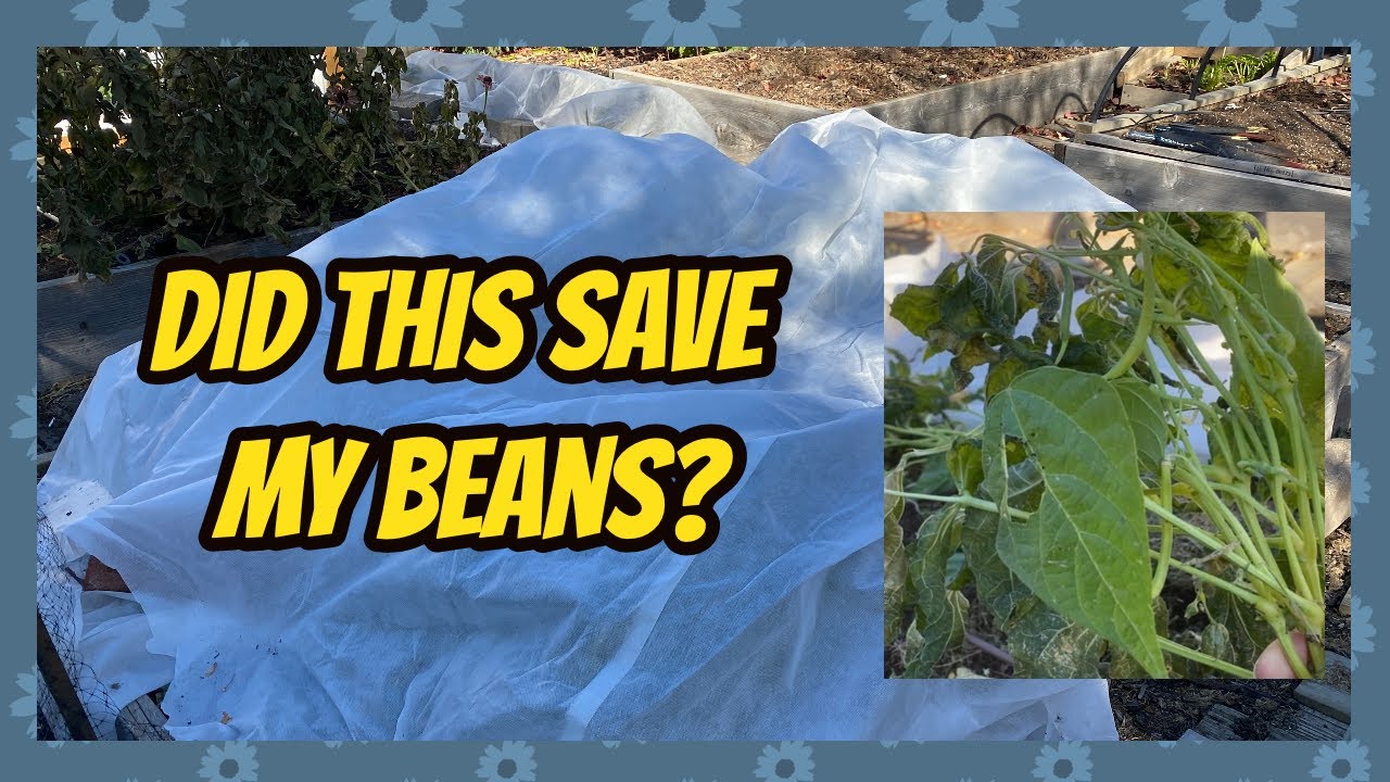 Late Bean Harvest? 1 Month Past My Average First Frost YouTube