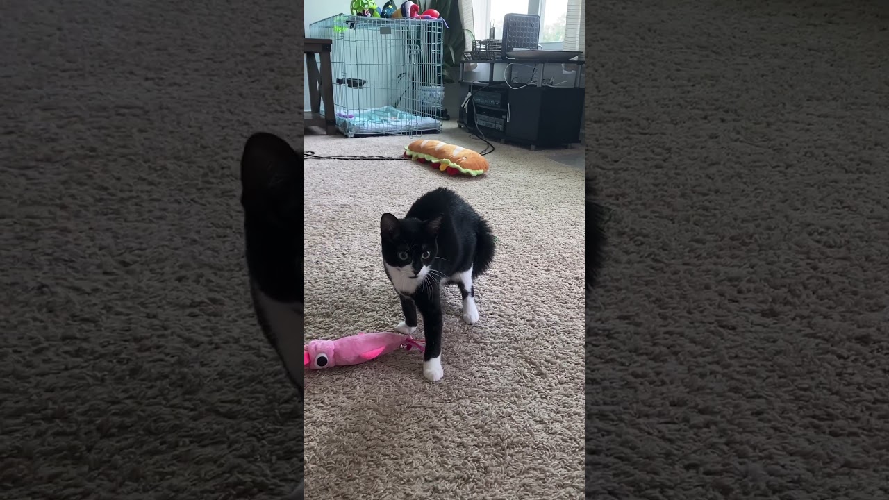 Funny Kitten Has A Puffy Tail 🤣🤣🤣 