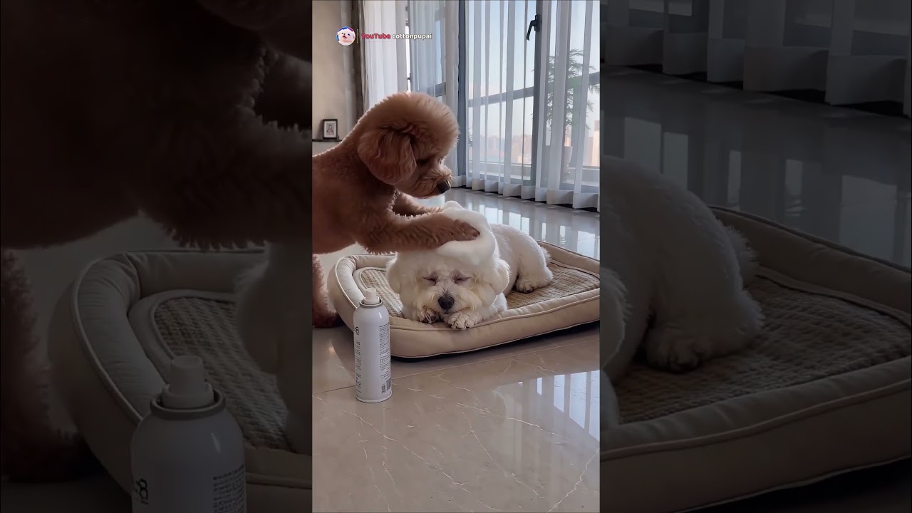 ✂️ Dog's surprise salon: Bichon's funny new hair! #shorts #funnydogs #bichonfrise #cutedog #puppy