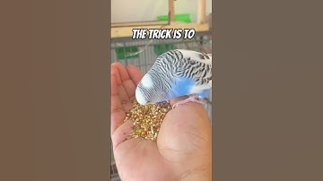 Budgie training- How to gain your budgies trust #birds #budgie #cute #shorts