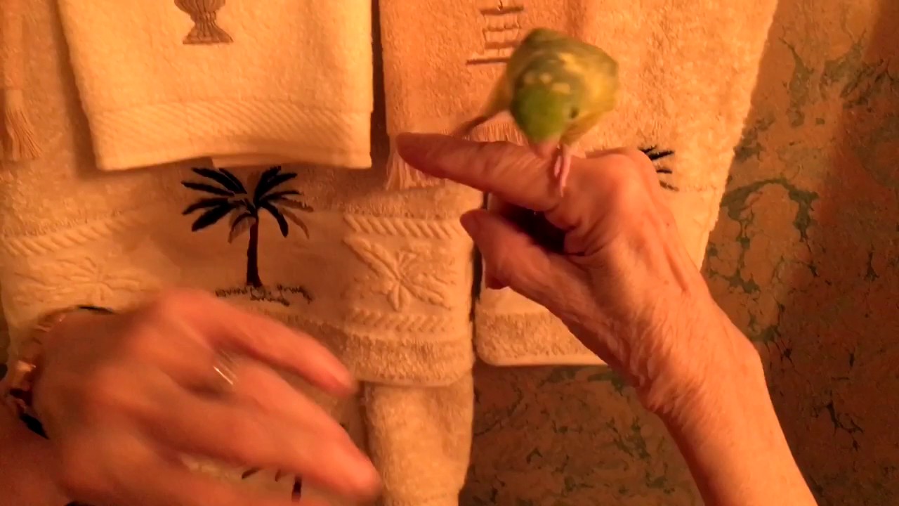 Fly Babies Aviary - Free Nationwide Delivery - Claudia