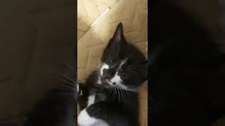Beautiful Galinas Kitten Boy