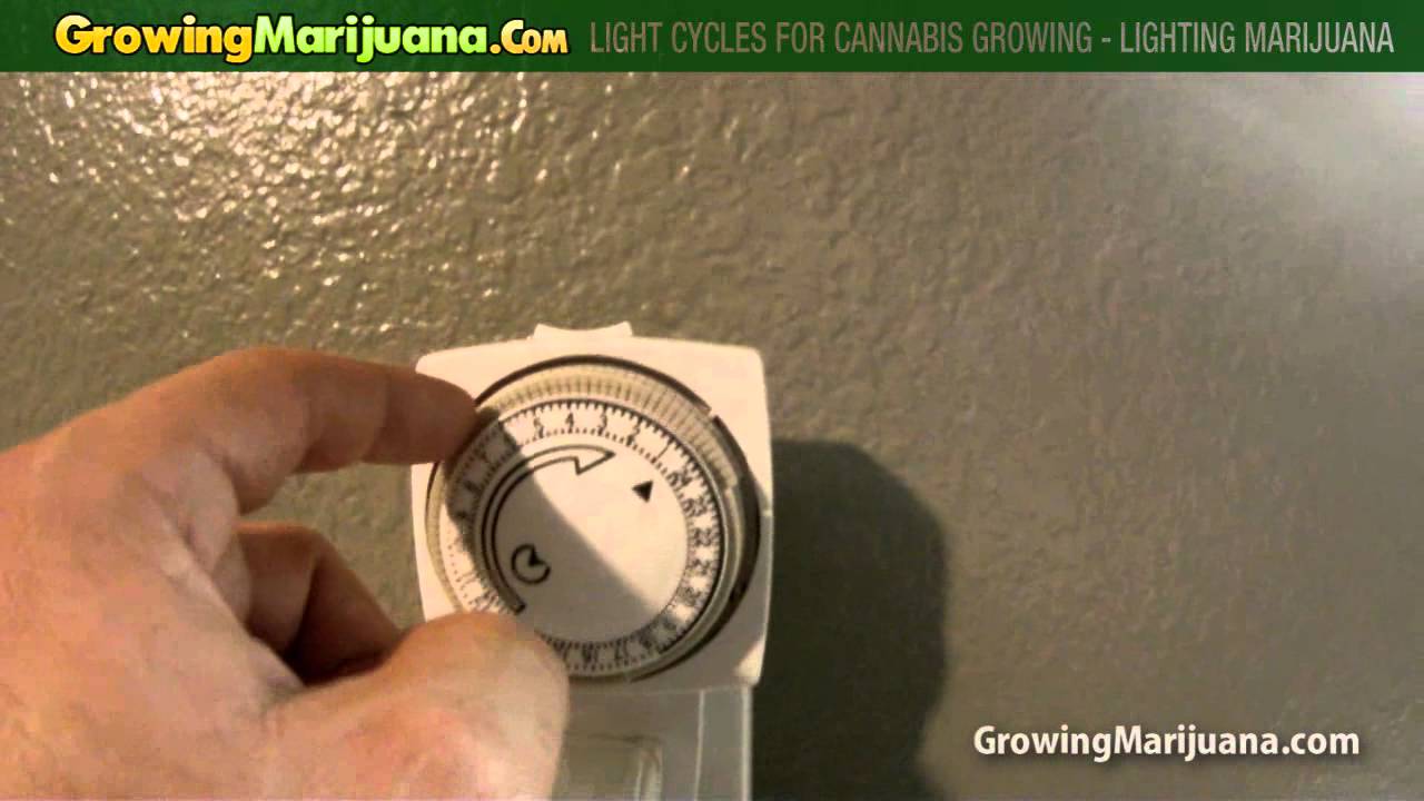 Light Cycles For Cannabis Growing - Lighting Marijuana - YouTube