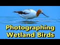 Photographing Wetland Birds - Nikon Z6II