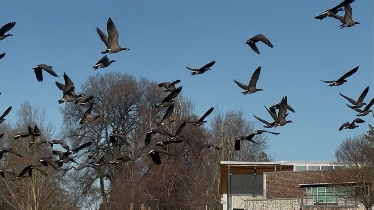 A Massive Flock of Canada Geese Taking Flight | A Natural Wildlife Scene