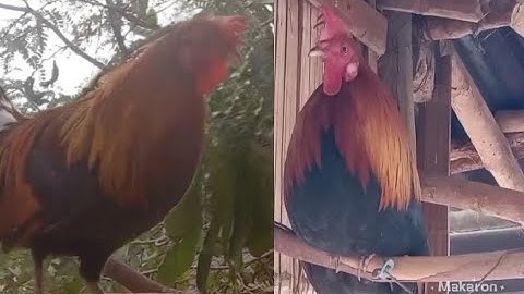 ไก่ต่อออ่น qaib dib mos