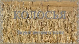 Видео Колосья - Звуки летнего поля ✿ 15 минут (автор: Dеревенsкий RELAX & INSIGHTi)