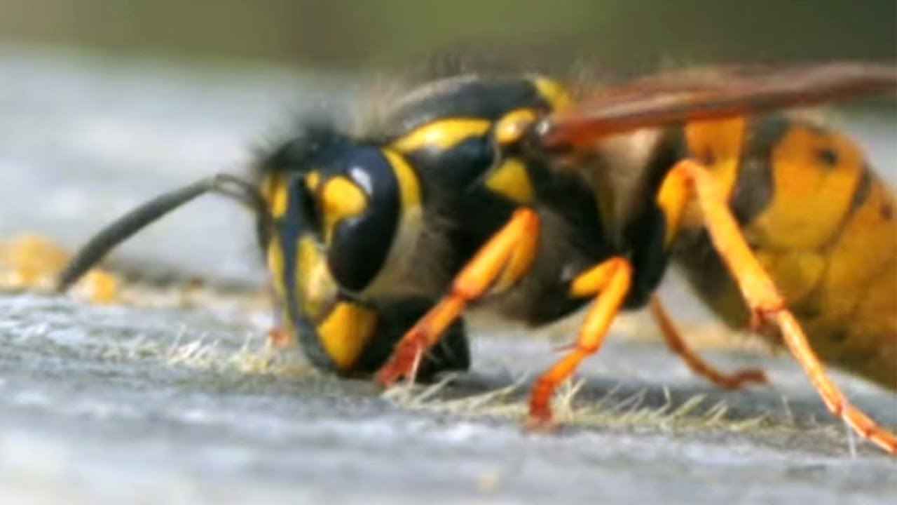 Facts About Bees  - Secret Nature