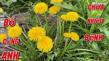 4 BÀI THUỐC QUÝ TỪ CÂY BỒ CÔNG ANH # BỒ CÔNG ANH CÓ CHỮA TRỊ ĐƯỢC BỆNH UNG THƯ KHÔNG?