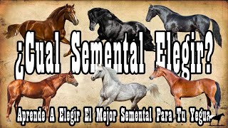 Guía Para Elegir SEMENTAL Para Tu YEGUA🐴-Del Cerro Soy