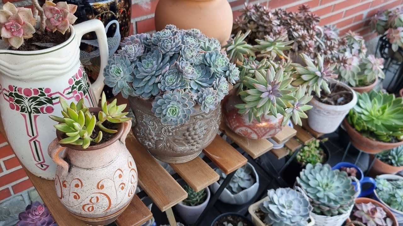 HADİ BAHÇE TURU YAPALIM😍#sukulent#bahçe#keşfet