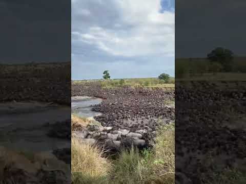 هجرة حيوانات النو السنوية سبحان الله